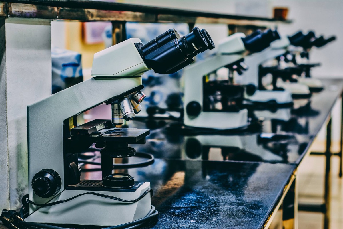 Row of Olympus binocular microscopes on the laboratory bench